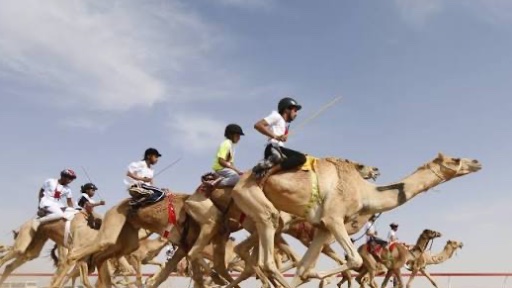 Who will win the camel race?